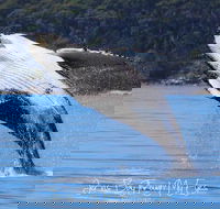 Whale Watching Jervis Bay - Attractions Melbourne