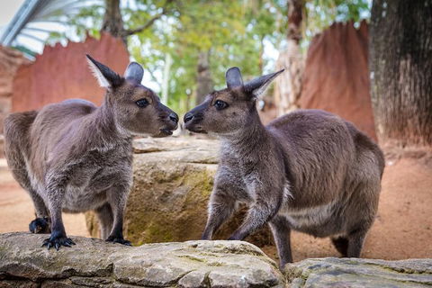 Australia Multi-City Attractions Pass - Attractions Melbourne 9