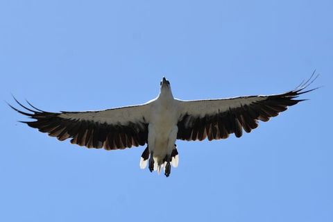 Tweed River And Rainforest Eco Cruise - Attractions Melbourne 7