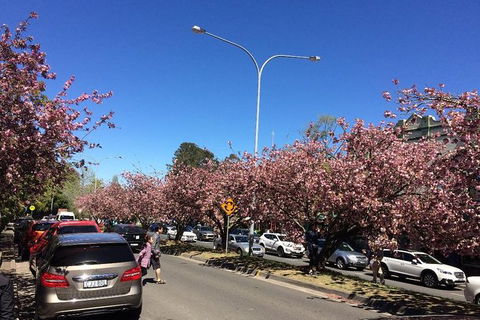 All-Day Blue Mountains Private Tour With Professional Guide For Up To 4 People - Attractions Melbourne 16