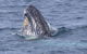 Jervis Bay Whale Watching Tour - thumb 1