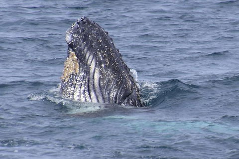 Jervis Bay Whale Watching Tour - Attractions Melbourne 1