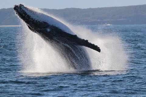 Jervis Bay Whale Watching Tour - Attractions Melbourne 0