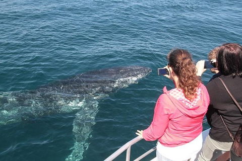 Jervis Bay Whale Watching Tour - Attractions Melbourne 9