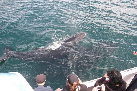 Jervis Bay Whale Watching Tour - Attractions Melbourne 12