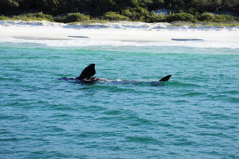 Jervis Bay Whale Watching Tour - Attractions Melbourne 5
