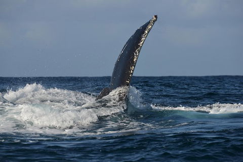 Jervis Bay Whale Watching Tour - Attractions Melbourne 8
