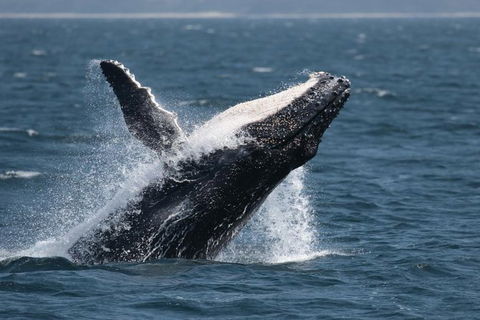 Jervis Bay Whale Watching Tour - Attractions Melbourne 10