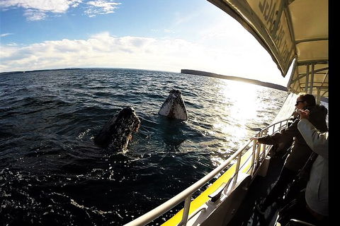 Jervis Bay Whale Watching Tour - Attractions Melbourne 3