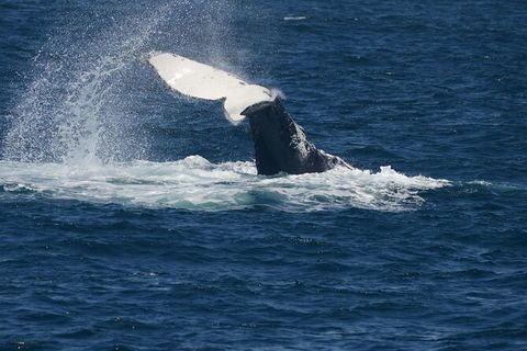 Jervis Bay Whale Watching Tour - Attractions Melbourne 11