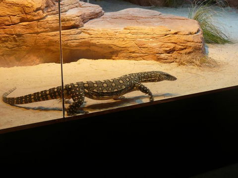 WILD LIFE Sydney Entrance Ticket - Attractions Melbourne 17