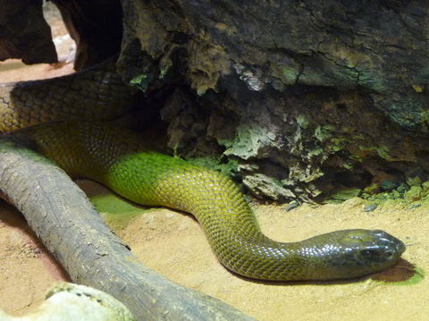 WILD LIFE Sydney Entrance Ticket - Attractions Melbourne 8