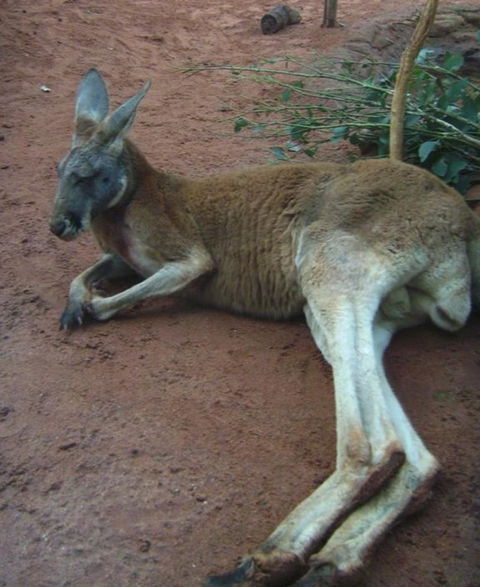 WILD LIFE Sydney Entrance Ticket - Attractions Melbourne 13