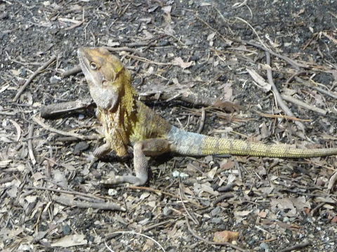 WILD LIFE Sydney Entrance Ticket - Attractions Melbourne 9