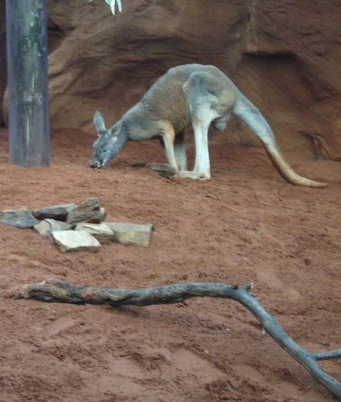 WILD LIFE Sydney Entrance Ticket - Attractions Melbourne 14
