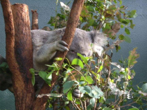 WILD LIFE Sydney Entrance Ticket - Attractions Melbourne 16
