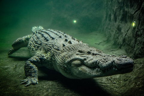WILD LIFE Sydney Entrance Ticket - Attractions Melbourne 0