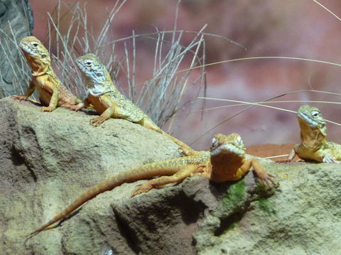 WILD LIFE Sydney Entrance Ticket - Attractions Melbourne 7
