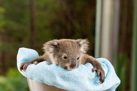 WILD LIFE Sydney Entrance Ticket - Attractions Melbourne 25