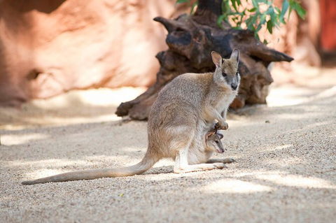 WILD LIFE Sydney Entrance Ticket - Attractions Melbourne 21