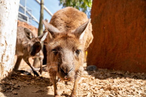 WILD LIFE Sydney Entrance Ticket - Attractions Melbourne 24