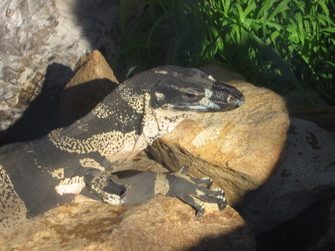 Armadale Reptile Centre - Attractions Melbourne 0