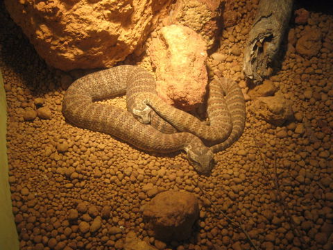 Armadale Reptile Centre - Attractions Melbourne 1