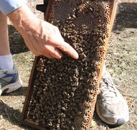 Bees on Keswick Island - Attractions Melbourne