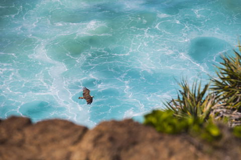 Birdwatching On The Fraser Coast - Attractions Melbourne 0