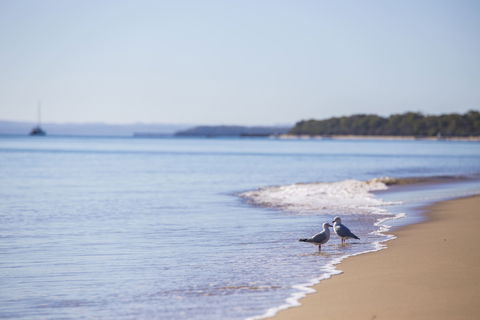Birdwatching On The Fraser Coast - Attractions Melbourne 2