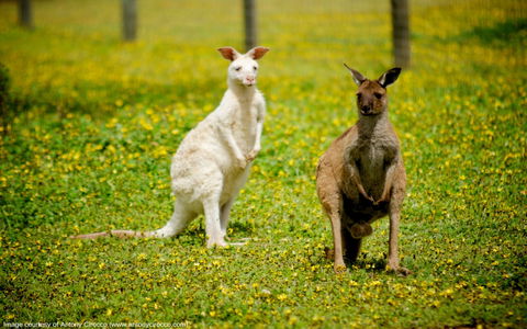 Bordertown Wildlife Park - Attractions Melbourne 0