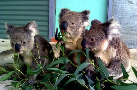Cohunu Koala Park - Attractions Melbourne 0