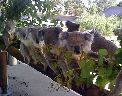 Cohunu Koala Park - Attractions Melbourne 1