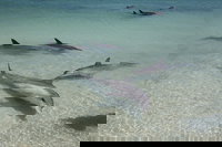 Dolphins of Monkey Mia