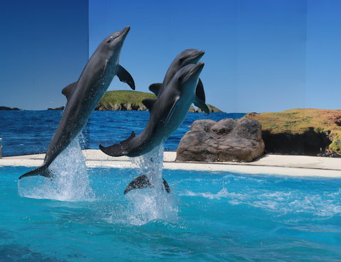 Dolphin Marine Conservation Park - Attractions Melbourne 0