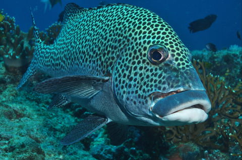 Fish Bowl Dive Site - Attractions Melbourne 0