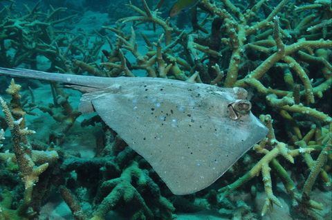 Fish Bowl Dive Site - Attractions Melbourne 1