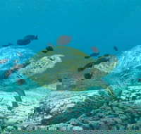 Flinders Reef Dive Site - Attractions Melbourne