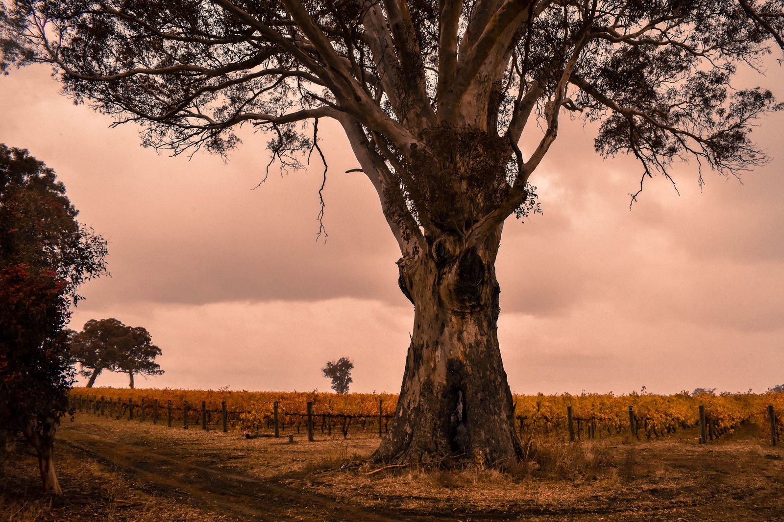 Wolseley SA Attractions Melbourne