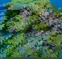 Keeper Reef Dive Site - Attractions Melbourne