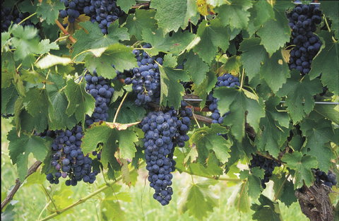 Luskintyre - Attractions Melbourne 0