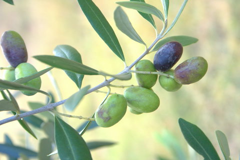 Olives Of Beaulieu - Attractions Melbourne 2