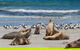 Seal Bay - thumb 0