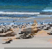 Seal Bay