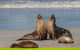 Seal Bay - thumb 1