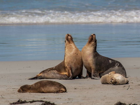 Seal Bay - Attractions Melbourne 1