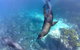 Snorkelling Montague Island - thumb 1