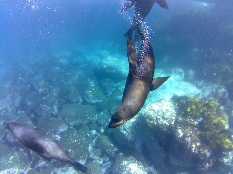 Snorkelling Montague Island - Attractions Melbourne 1