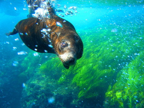 Snorkelling Montague Island - Attractions Melbourne 2