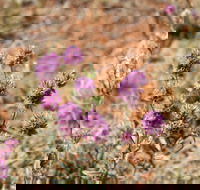Walpa Gorge walk - Attractions Melbourne